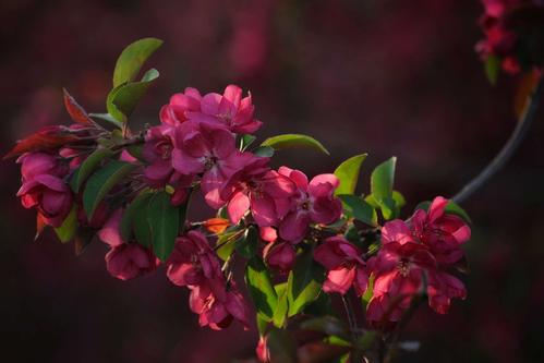 红瘦指什么花(红瘦花的特点和种植方法)