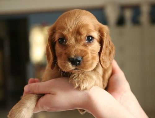 可卡犬优缺点适合什么人养（详细介绍可卡犬的特点与适用人群）