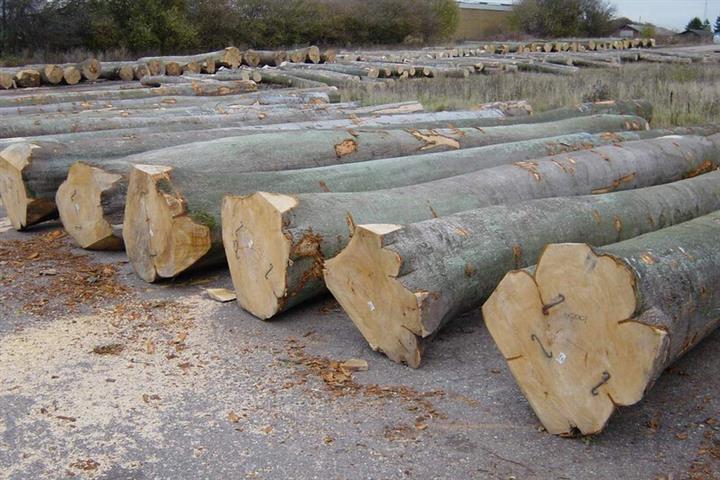 榉木是什么档次的木材（榉木的品质与用途）