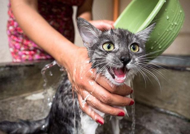 小猫几个月可以洗澡（指导小猫洗澡的合适时间和注意事项）
