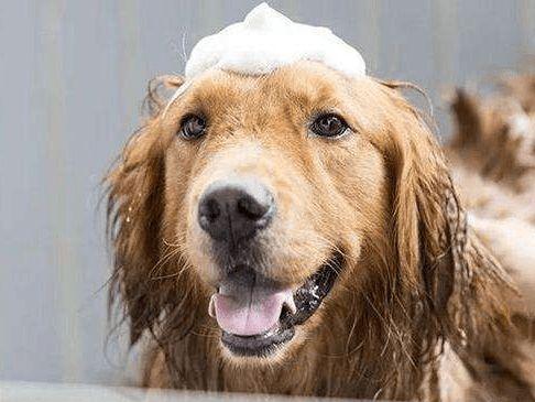 小狗几个月可以洗澡 (推荐小狗适合洗澡的合适年龄)