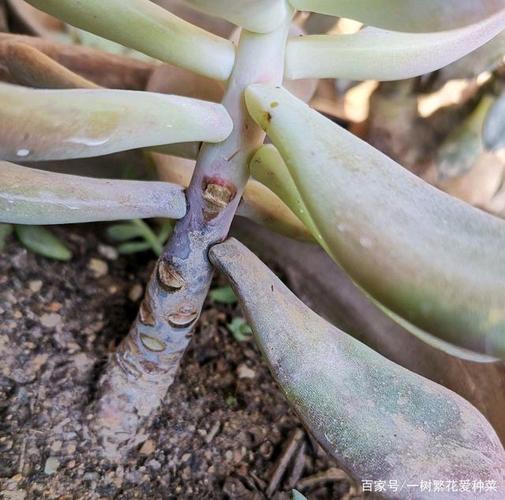 多肉植物浇水频率与养护要点（多肉植物病虫害防治）