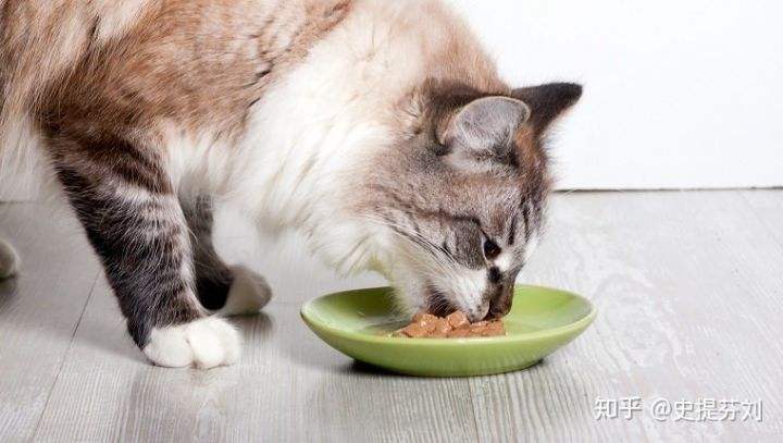 猫可以吃土豆吗（猫咪可以食用土豆吗）
