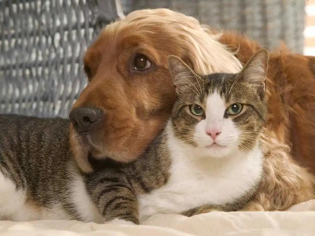 猫和狗哪个智商高(揭示猫和狗智能表现的差异)