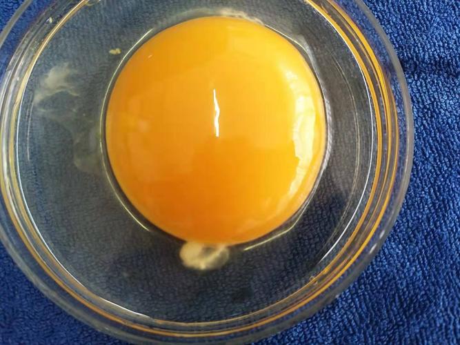 受精蛋与普通蛋有何不同（探究受精蛋的特点）