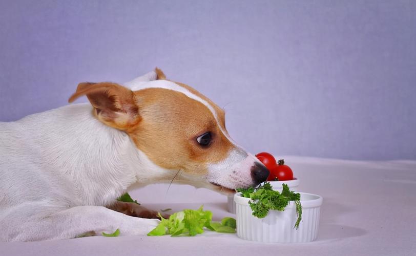 狗狗可以吃什么蔬菜（适合狗狗食用的蔬菜推荐）