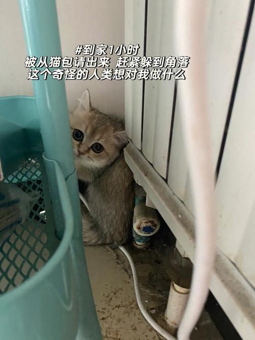 猫换了新环境多久能适应（猫咪适应新环境的周期）