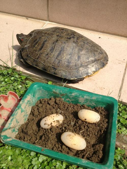 乌龟蛋可以吃吗（可以食用乌龟蛋吗）