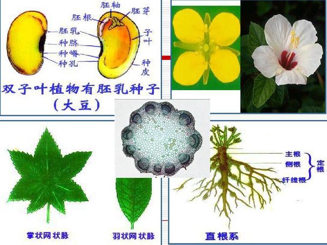 单子叶植物与双子叶植物区别（解析单叶植物和双叶植物的区别）