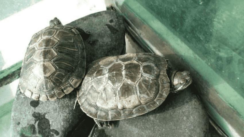珍珠龟养殖的注意事项(介绍养殖珍珠龟时需要注意的环境和喂养要点)