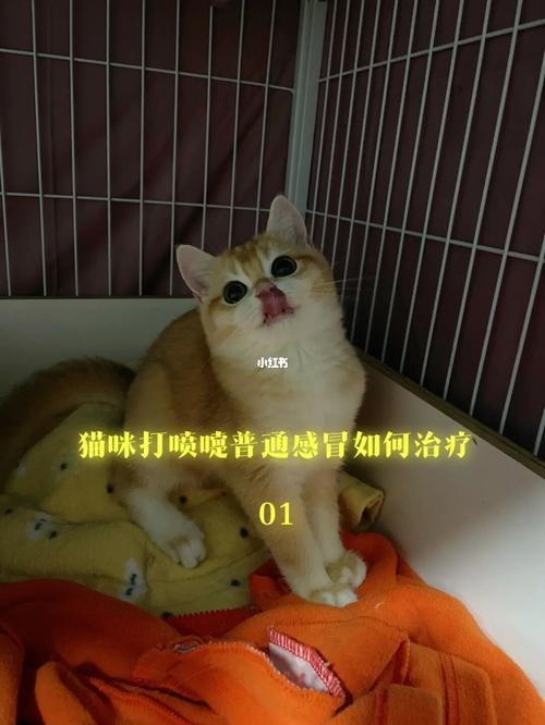 小猫一直打喷嚏是怎么回事（解答小猫持续打喷嚏的原因和处理方法）