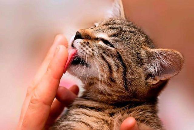 猫一直舔自己身上的原因（详细解释猫咪常常舔舐自己身体的原因和可能的问题）
